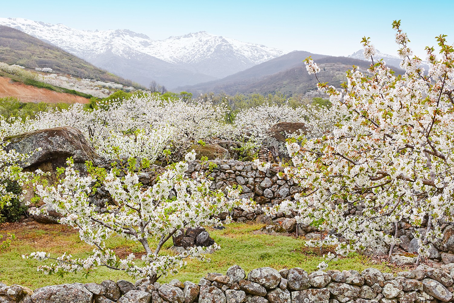 Los mejores lugares para ver cerezos en flor en todo el mundo 